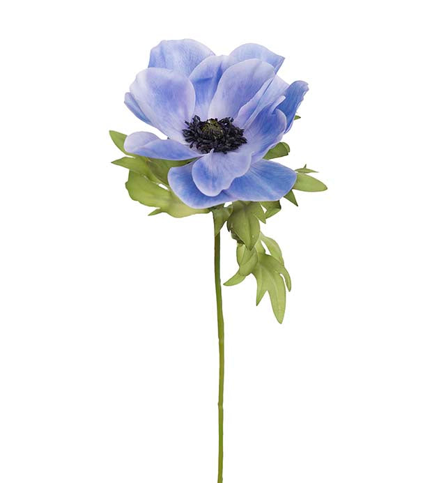 Anemone vaaleansininen Mr Plant