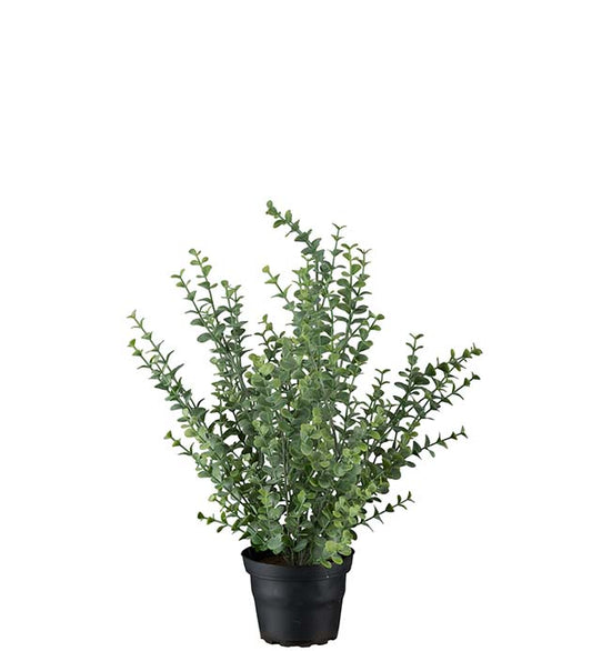 Eucalyptus ruukussa 40cm Mr Plant