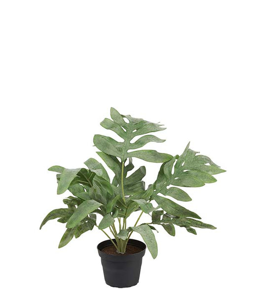 Fern in a pot 30cm Mr Plant