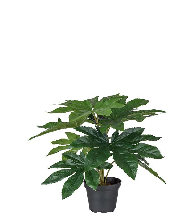 Aralia 25 cm Mr Plant