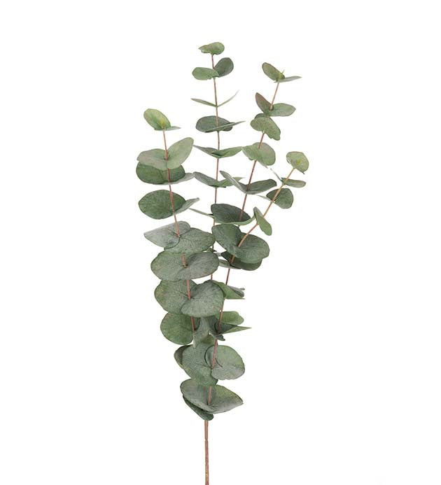 Eucalyptus oksa 60 cm Mr Plant