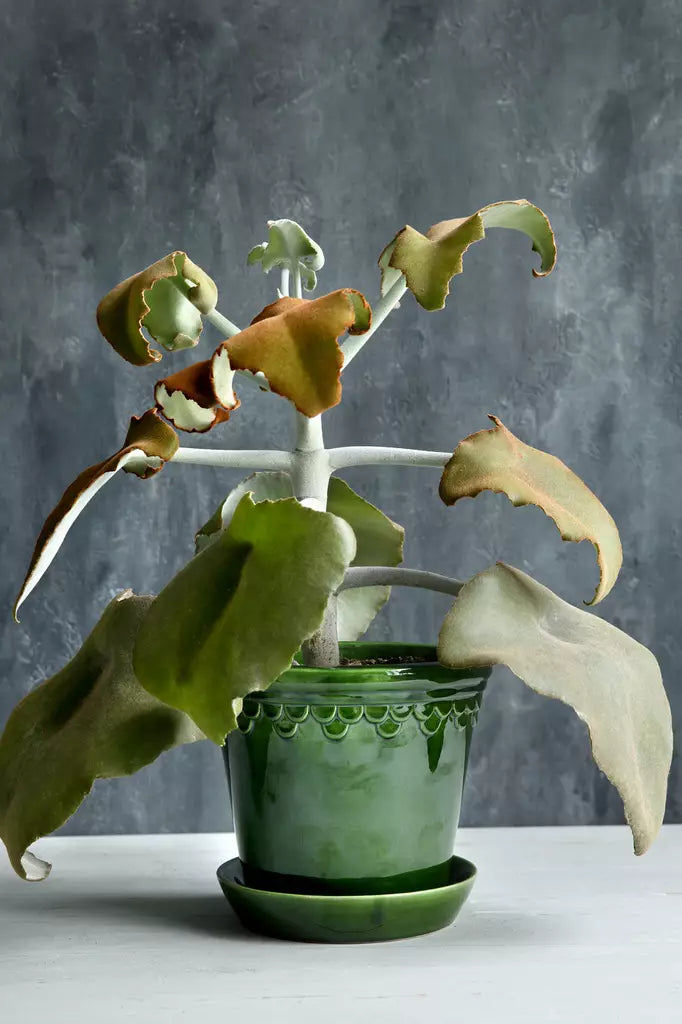 Copenhagen pot glazed Emerald Green 16cm