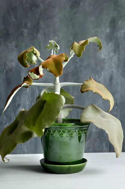 Copenhagen pot glazed Emerald Green 16cm