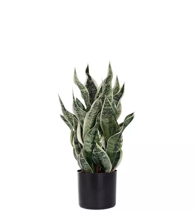 Mother-in-law's tongue 60 cm Mr Plant