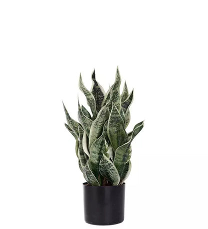 Mother-in-law's tongue 60 cm Mr Plant