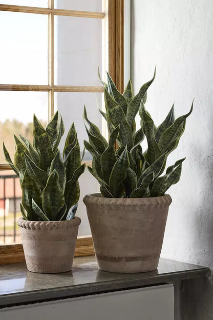 Mother-in-law's tongue 60 cm Mr Plant