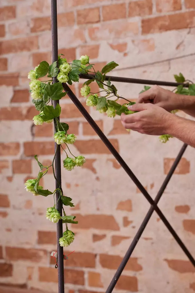 Hop vine 150 cm Mr Plant