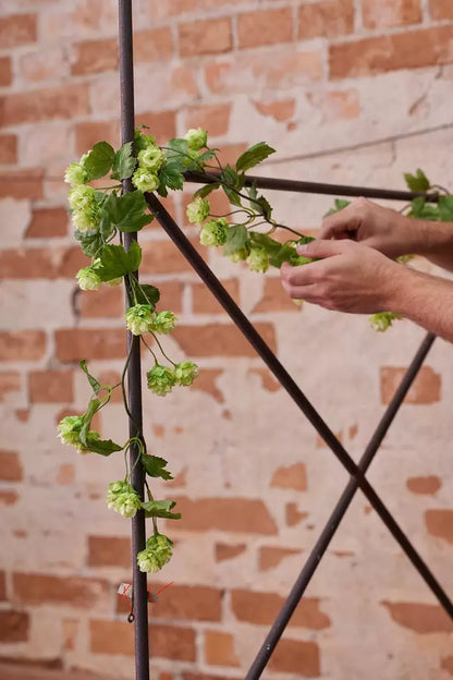 Hop vine 150 cm Mr Plant