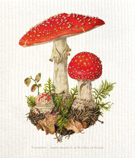 Tiskirätti - Sienimetsä